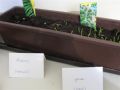 BUEAA-seeds_1