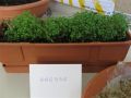 BUEAA-seeds_2