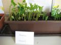 BUEAA-seeds_7