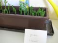 BUEAA-seeds_8