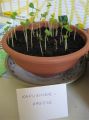 BUEAA-seeds_9