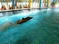 2012-Schwimm-M_27
