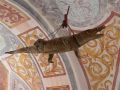 IMG_8590d