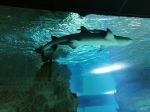 IMG-20221122-WA0009
